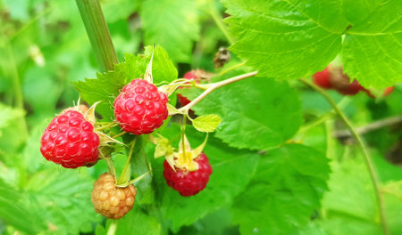 Crop of raspberry with ripe berries. Fresh and sweet red raspberry hanging on branch. Rubus idaeus....
