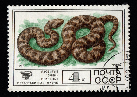 USSR - CIRCA 1977: Soviet postage stamp dedicated to Macrovipera lebetinus. poisonous snake is depicted on stamp of USSR. blunt-nosed viper. Soviet postage stamp isolated on black backgroundのeditorial素材