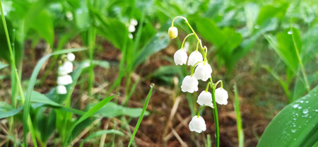 green sprouts of lilies of the valley in spring in kithen garden. Thickets of lily of the valley grow in the forest. Lily of the valley flowers bloom in the forestの写真素材
