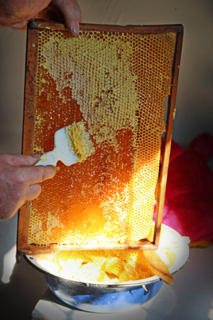 Beekeeper collecting honey from honeycombs. Close up view of the honey cells. honey production. man...