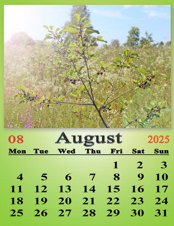 Calendar for August 2025 with photo of branches of Frangula alnus with black berries. August calendar for 2025. Daily organizer. Calendar for mass printingの写真素材