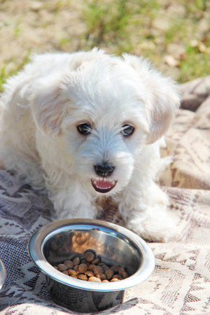 Puppy eats food from a bowl. small Maltese dog eating outdoors. Family pet. Family pet. Pet care. Cute puppy looking forward. Small dog.の写真素材