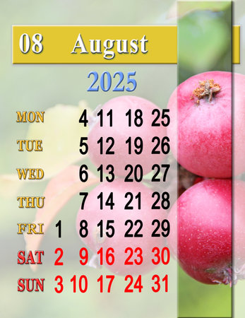 calendar for August 2025. Business calendar. Monthly planner. calendar for August with photo of ripe apples on the branch. Calendars for printing and using in office life. one page calendarの写真素材