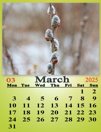 Business calendar. Calendar for March 2025 with photo of blooming willow tree. March calendar for 2025. Daily organizer. Branch of flowering willow imaged on calendarの写真素材