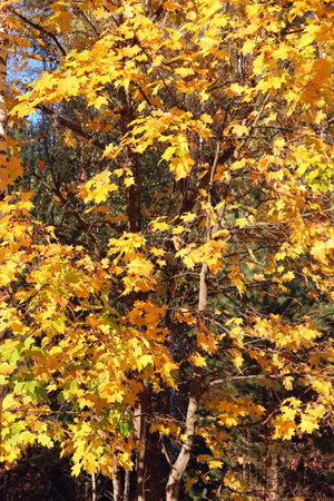 Yellow oak leaves. Autumn etude. Beautiful autumn weather. Seasonal specific. Autumn weather. Young oak tree in yellow dry leaves. Autumnal forestの写真素材