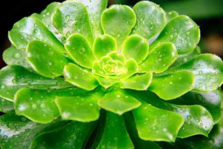 Green leaves of Aeonium canariense macro. Aeonium arboreum growing in the garden. Green flows of Tree houseleek. Irish roseの写真素材