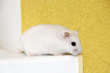 Hamster crawling on the edge of the window sill. White hamster close-up. Small white hamster close up. Hamster smelling. Amusing animalsの写真素材