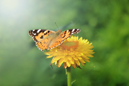 Butterfly of Vanessa cardui collecting nectar on flower blooming in summer garden. Macro of yellow...