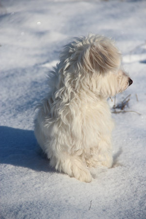 Winter walk with a dog. Maltipoo dog stands on the snow. Small Maltese dog playing outdoors. Family pet. Cute Maltipoo dog playing outdoors in winterの写真素材