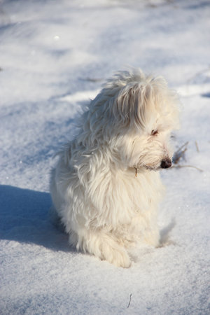 Winter walk with a dog. Maltipoo dog sitting on the snow. Small Maltese dog playing outdoors. Family pet. Cute Maltipoo dog playing outdoors in winterの写真素材