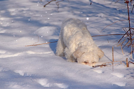 Winter walk with a dog. Maltipoo dog stands on the snow. Small Maltese dog playing outdoors. Family pet. Cute Maltipoo dog playing outdoors in winterの写真素材