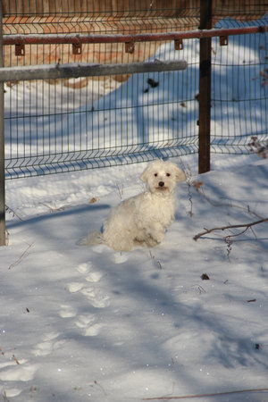Winter walk with a dog. Dog sitting on the snow. Small dog playing outdoors. Family pet. Cute dog playing outdoors in winterの写真素材