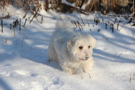 Winter walk with a dog. Maltipoo dog stands on the snow. Small Maltese dog playing outdoors. Family pet. Cute Maltipoo dog playing outdoors in winterの写真素材