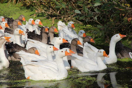 Flock of geese are floating on river. Flock of domestic white geese floating on lake. Geese in...