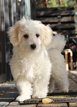 Maltipoo puppy posing. small Maltese dog playing outdoors. Family pet.