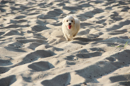 Maltipoo puppy running on sand. small Maltese dog playing outdoors. Family pet. Pet care. Puppy is running on river sand.の写真素材