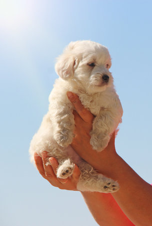 Maltipoo puppy posing. Small Maltese dog sitting in human hands in sunny rays. Family pet. Puppy in...