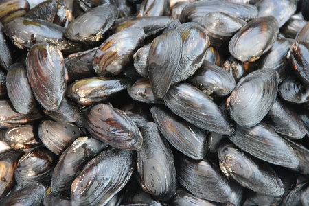 Fresh blue Mussels just caught on the seashore. Fresh river Mussels ready to cook. Natural background. Mussel backgroundの写真素材