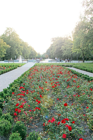 Beautiful city park with promenade path and green flower beds. Town park in summer. Place for stroll. city park with blooming roses. People stroll through park in Lodz with red roses.の写真素材