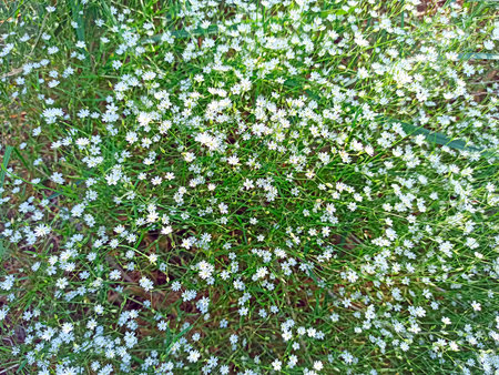 Stellaria graminea blooming on meadow. White flowers of common starwort. Grass-leaved stitchwort blossoming on the forest glade. Tender flowers of lesser stitchwort. Background of grass-like starwortの写真素材
