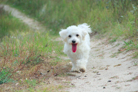 Maltipoo puppy running on field road. Maltese dog playing outdoors. Family pet. Puppy is running on summer field. Shot in speed. shot at speed. Dog on the runの写真素材