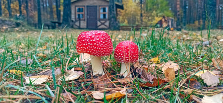 Pair of red fly agarics growing near house. Wild mushrooms. Poisonous mushrooms in the forest. Two...