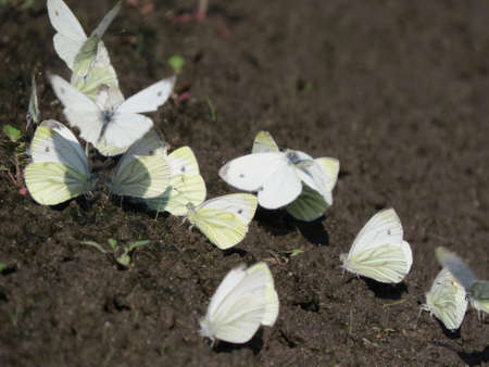 A group of white little butterflies sitting on the ground. It's springの写真素材