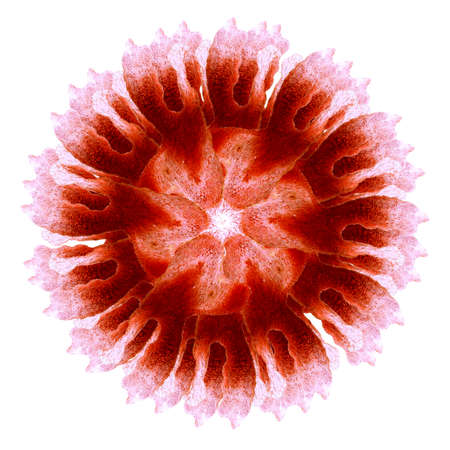 Isolate red and white watercolor flower