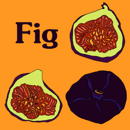 fig fruit cartoon color vector sketch for banner stiker postcardのイラスト素材