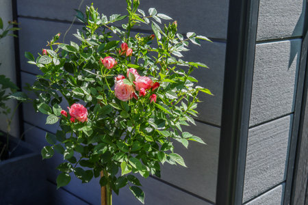 Miniature pink rose bush in a pot standing on a sunny terrace near a modern wall. Fresh green leaves and delicate flowers create a cheerful and elegant atmosphere.の写真素材