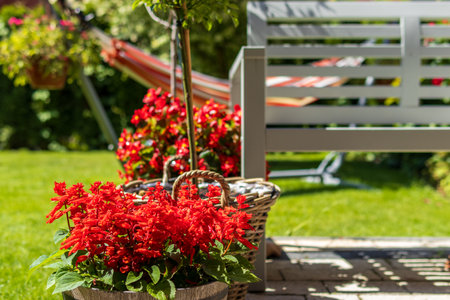Bright red flowers bloom in a wooden pot, with a hammock and white garden bench in the sunny, lush green background. A perfect summer garden scene full of color and warmth.の写真素材