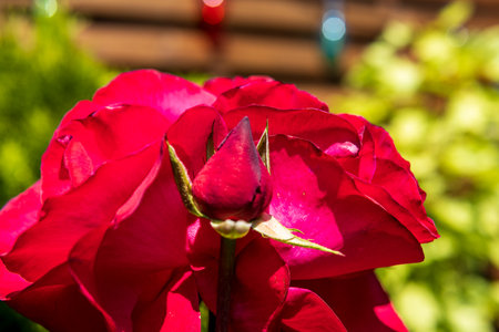 Close-up of a red rose in full bloom with a central bud, captured in bright sunlight against a blurred garden background.の写真素材
