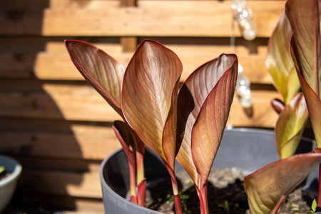 A close-up of ornamental red-brown foliage plant in a gray pot, placed outdoors against a wooden plank wall. Modern minimalistic garden decor with natural light.の写真素材