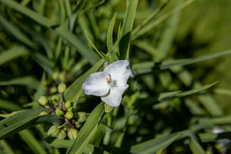 Delicate white flower blooming among green leaves in bright daylight. Close-up shot with soft natural background and rich foliage.の写真素材