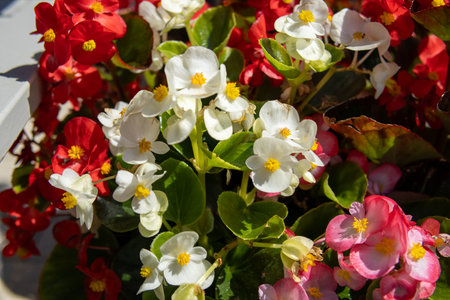 Colorful blooming begonias with red, white, and pink flowers in a vibrant garden. Lush foliage and vivid petals in natural sunlight. Close-up botanical photo.の写真素材