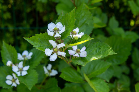 White wildflowers blooming on a green leafy plant in a natural garden setting. Vibrant spring or early summer foliage with delicate blossoms in soft daylight.の写真素材