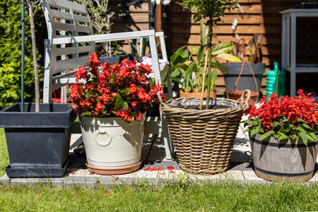 A charming garden corner with colorful potted flowers in metal and wicker planters. Sunlight brightens the blooming begonias, creating a cozy and vibrant summer atmosphere.の写真素材