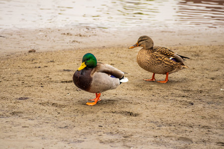 Pair of mallard ducks standing on sandy riverbank near calm water. Urban wildlife scene in city park...