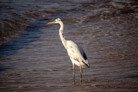 White egret standing in shallow seawater on sandy beach. Elegant coastal bird in natural habitat, calm seaside scene with copy space, wildlife and nature concept.の写真素材