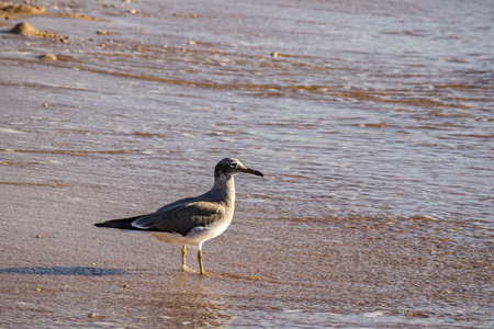 Lone seagull standing in shallow water by the shore, soft light and gentle ripples. Concept of...