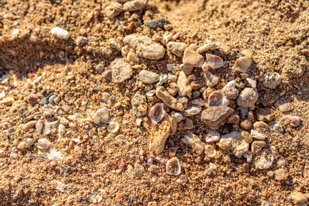 Close-up of sandy beach with small shells and stones. Natural seaside texture background for summer,...