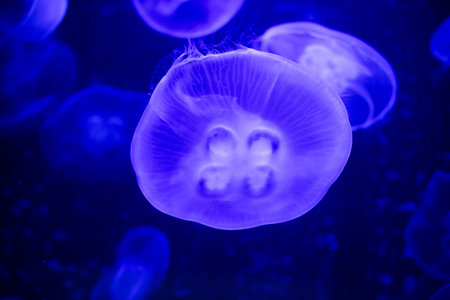 Close-up of a translucent jellyfish floating in deep blue water with soft light and blurred marine...