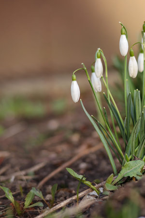 Small snowdrop flowers growing from the ground in early spring with soft natural background and copy...