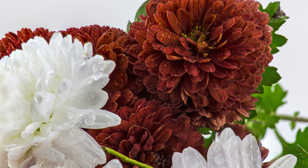 aster flowers on a white backgroundの写真素材