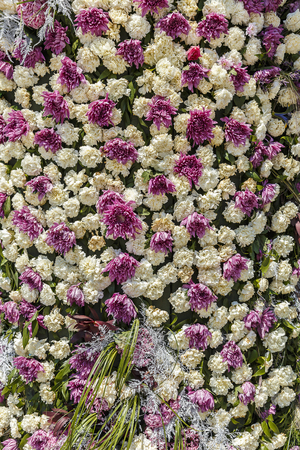 Installation of cloves and chrysanthemums on a flower festival in Bakuの写真素材