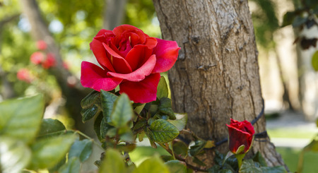 Shrub roses in the parkの写真素材