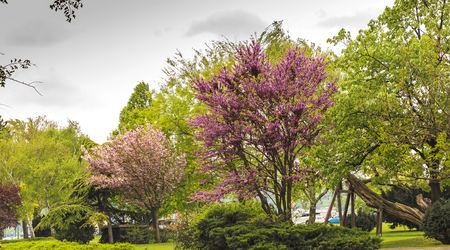 Flowering cherries in one of Budapest's parksの写真素材