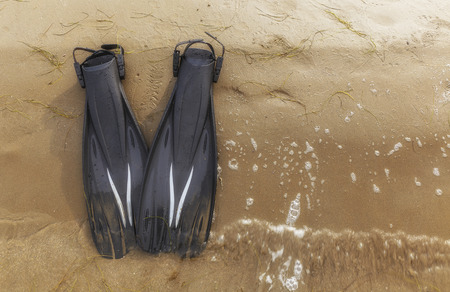 Flippers lying on the beach