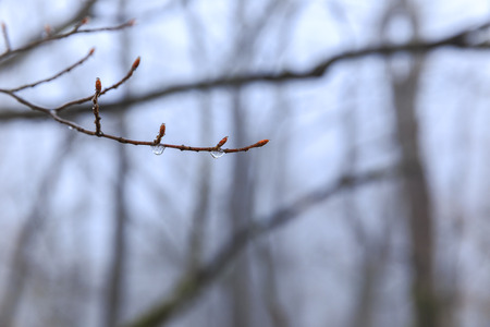 Frozen drops on the branches of a tree in the forestの写真素材