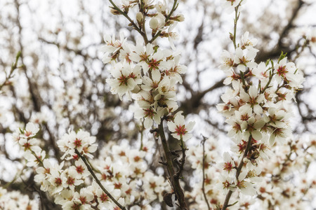 Blossoming spring flowers on a tree